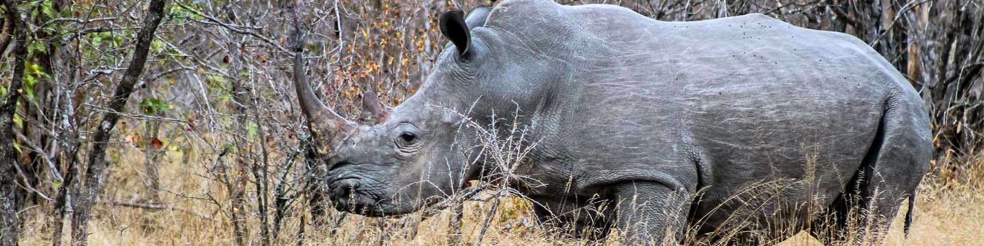 A rhino in the wild at Kruger National Park, South Africa (© Venessa Mathebula, age 15)